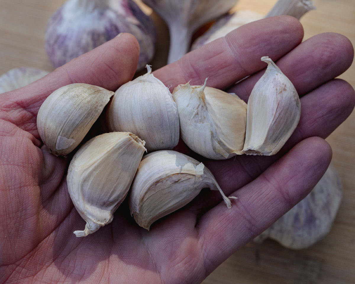 Sicilian Softneck Garlic