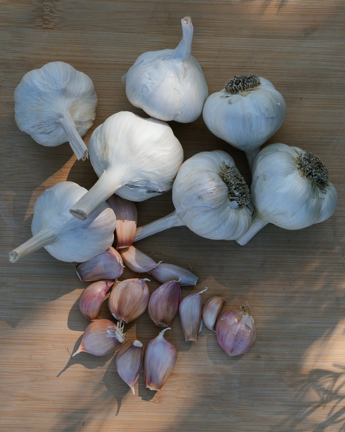 Silver Rose Softneck Garlic