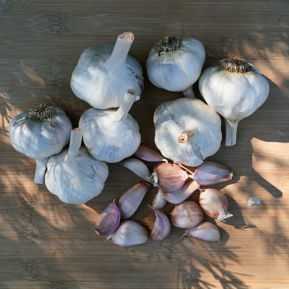 Silver Rose Softneck Garlic