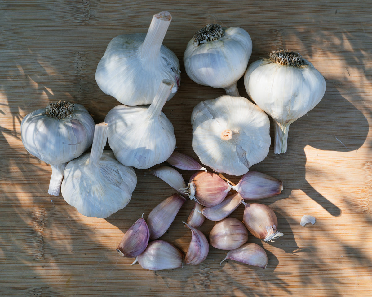 Silver Rose Softneck Garlic