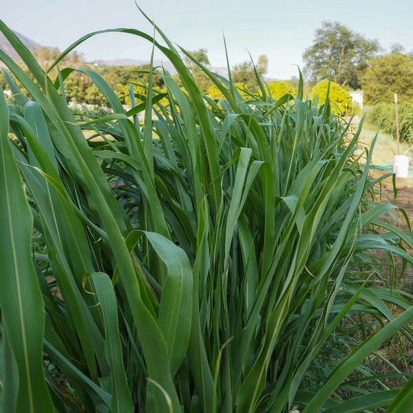 herbicides for sorghum sudangrass Sorghum Sudangrass BMR F1 Seeds