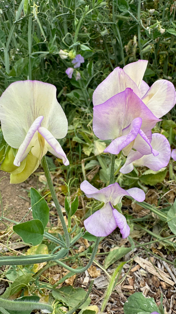 flower seeds april April in Paris Sweet Pea Seeds