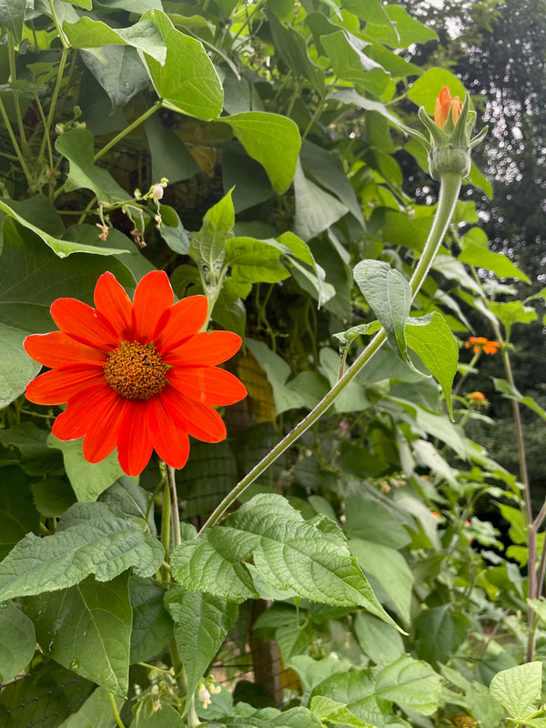 mexican sunflower seed planting Tithonia / Mexican Sunflower Seeds