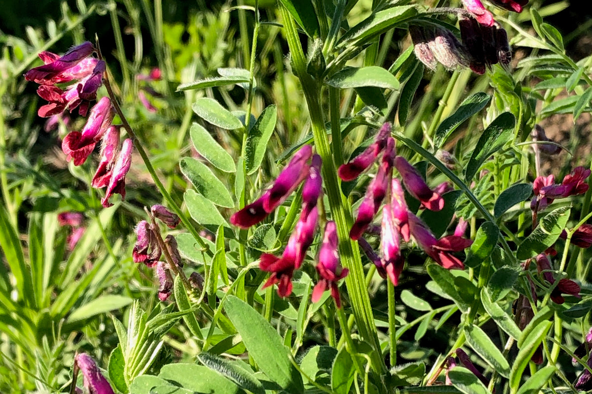 Purple Vetch flowers and leaves