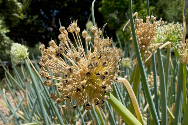 welsh wildflower seeds Welsh Onion Seeds