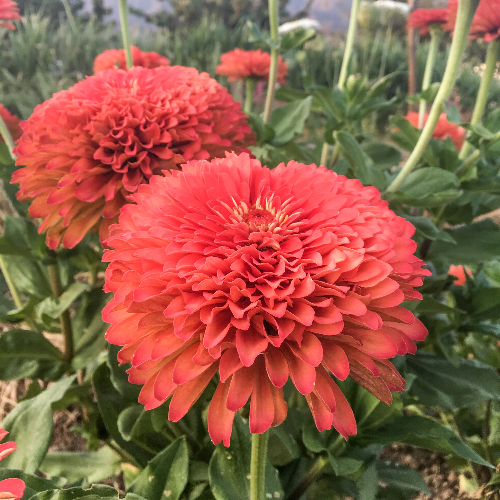 Giant Benary's Coral Zinnia in bloom