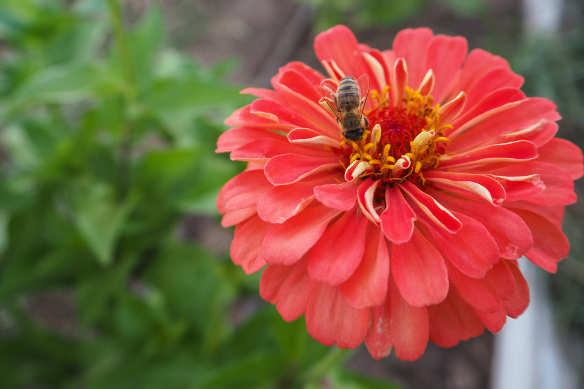Coral Zinnia with bee single blossom