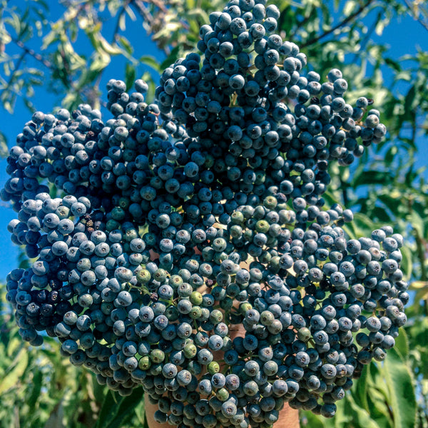 Mexican Elderberry Seeds
