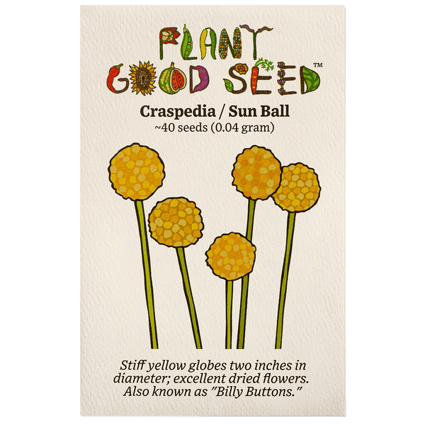 billy ball flower seeds Craspedia / Billy Buttons