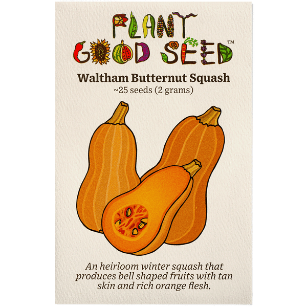 Waltham Butternut Winter Squash Seeds - The Plant Good Seed Company
