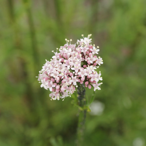 Valerian Seeds / Official Valerian Seeds