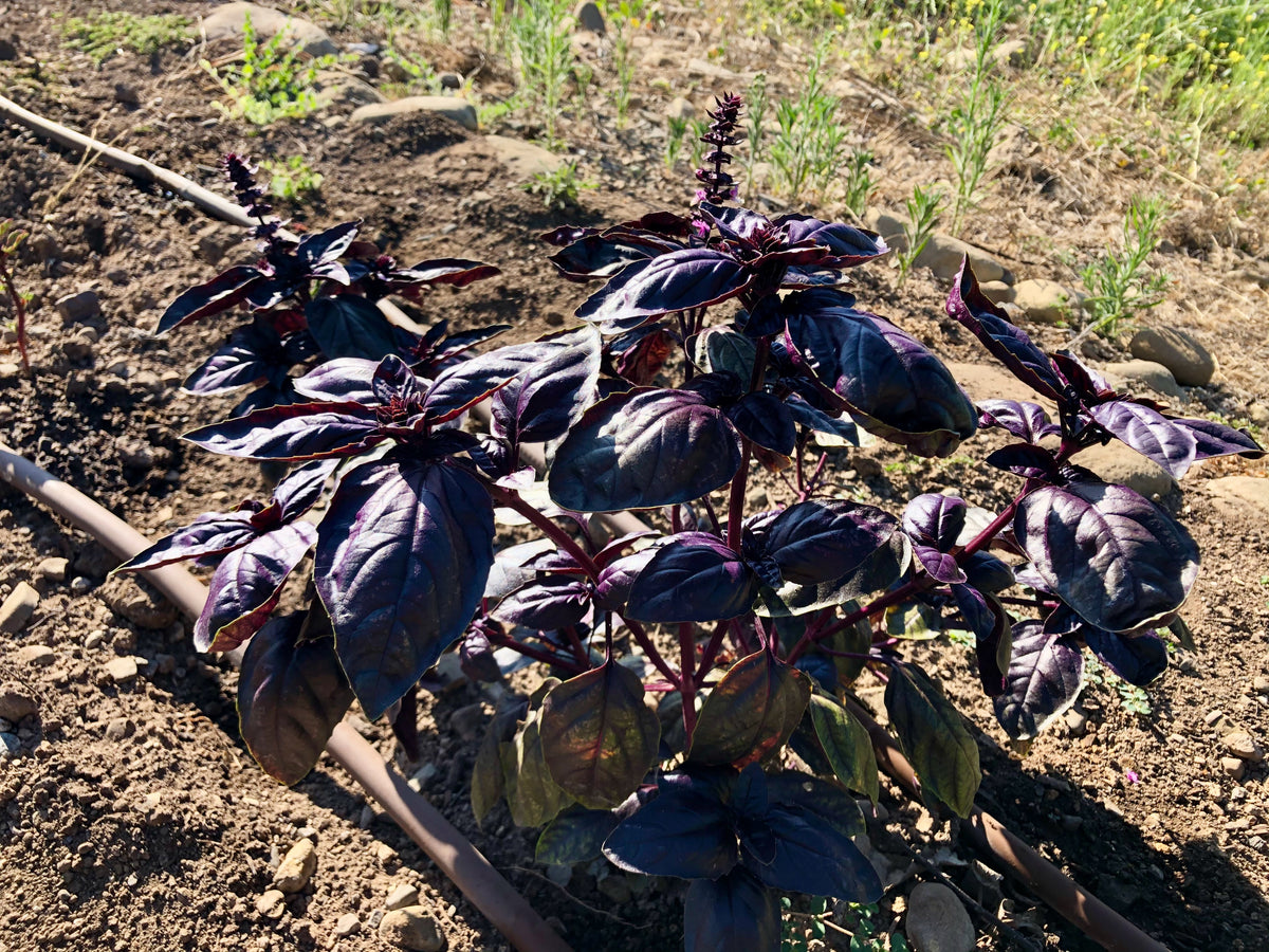 Amethyst Improved Purple Basil