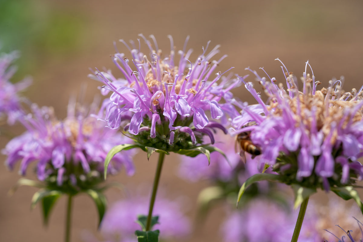 Bee Balm (Wild Bergamot Lavender)