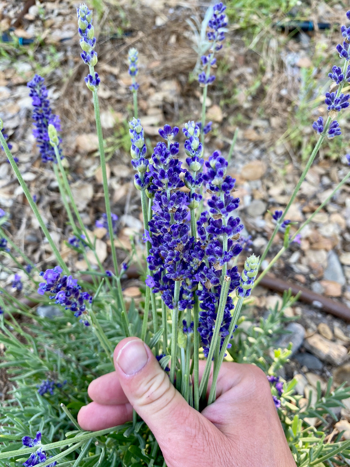 Blue Spear Lavender