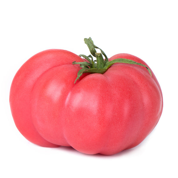 Brandywine Tomato Seeds The Plant Good Seed Company
