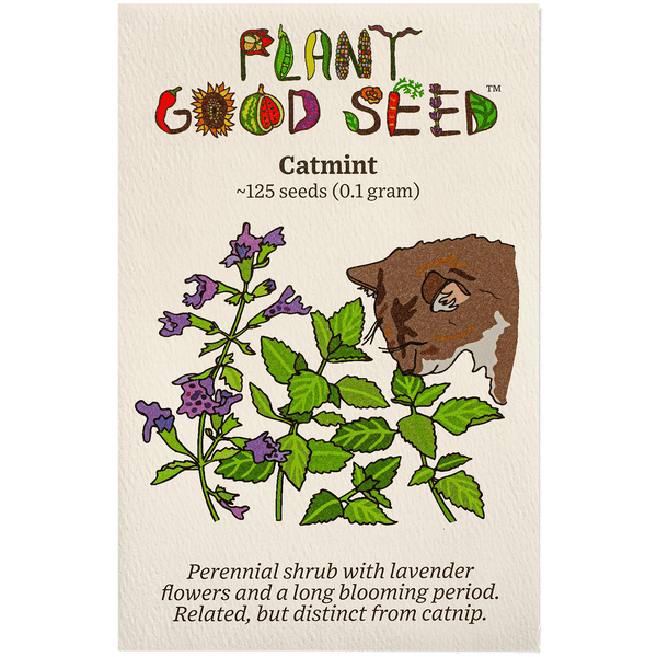 planting catmint seeds Catmint