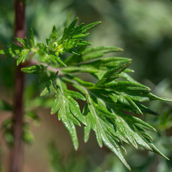 mugwort plant seeds Common Mugwort
