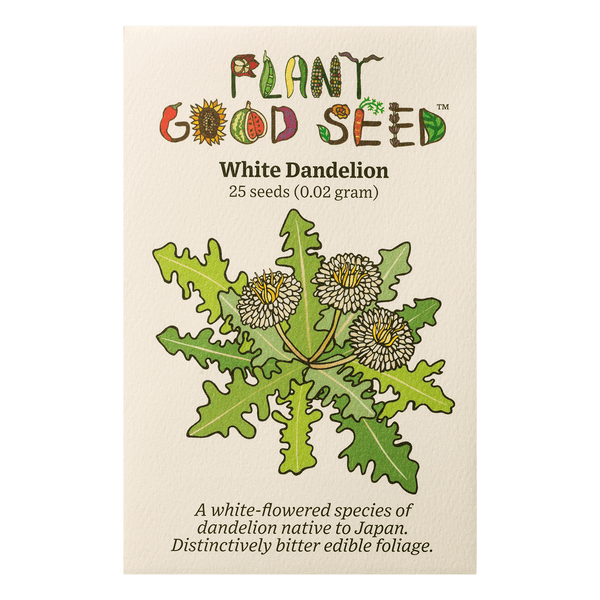 White Dandelion Seeds (Taraxacum albidum) - The Plant Good Seed