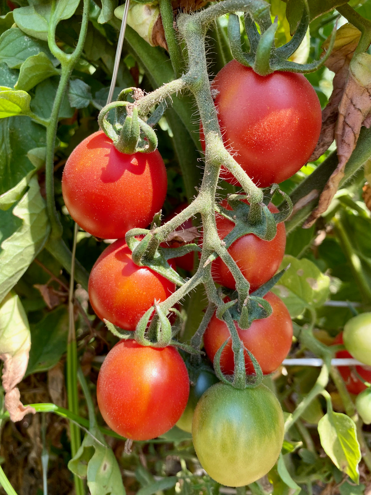 Sweet Red Datterino Tomato