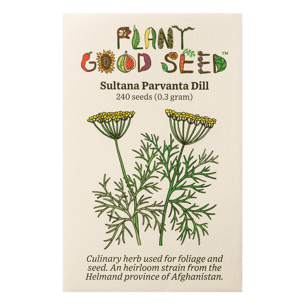 Sultana Parvanta Afghan Dill Seeds The Plant Good Seed Company