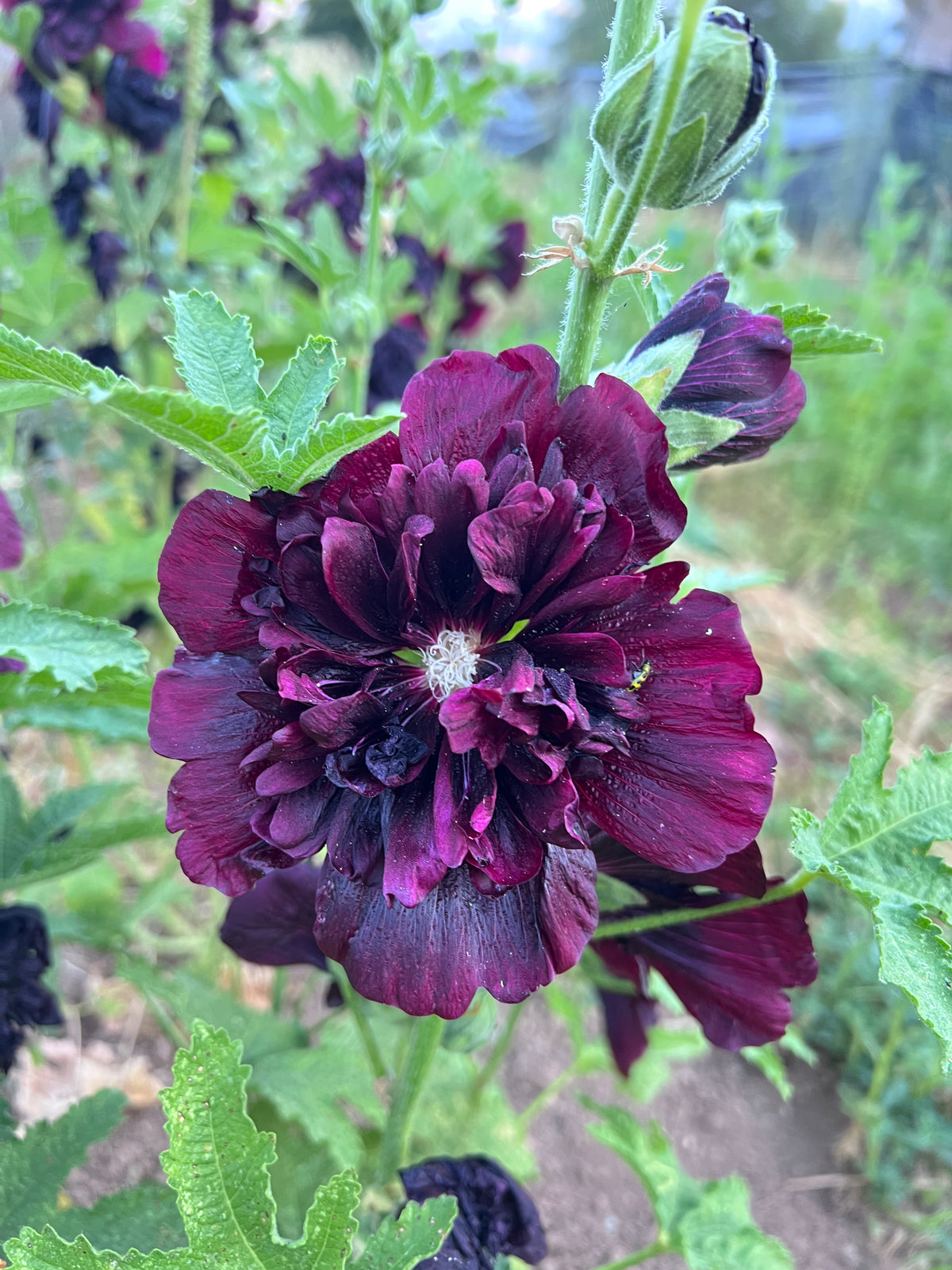 Double Black Hollyhock Flower