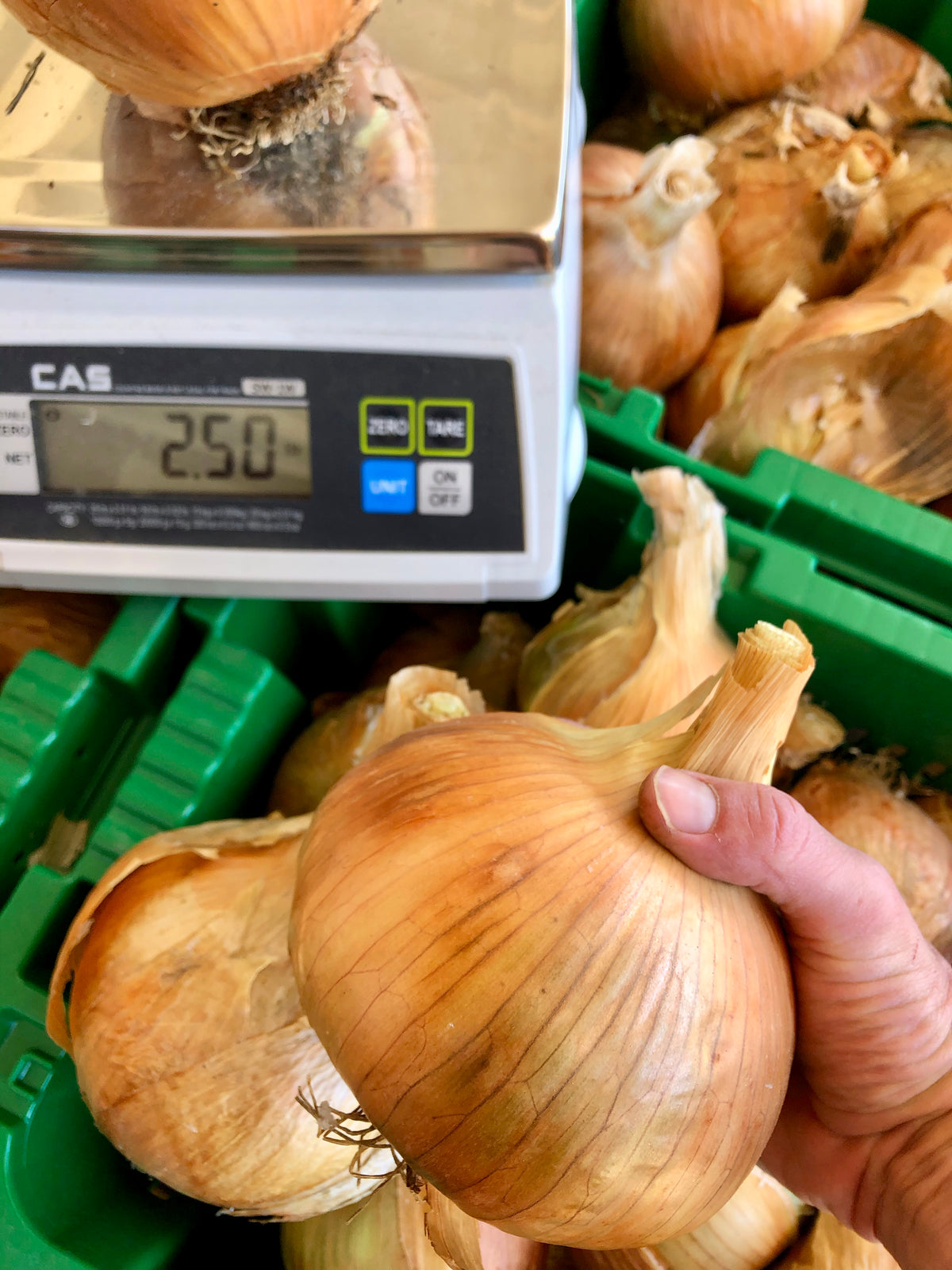 Riverside Onion on Scale Over 2 Pounds!