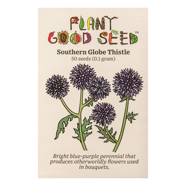 planting globe thistle seeds Southern Globe Thistle Seeds