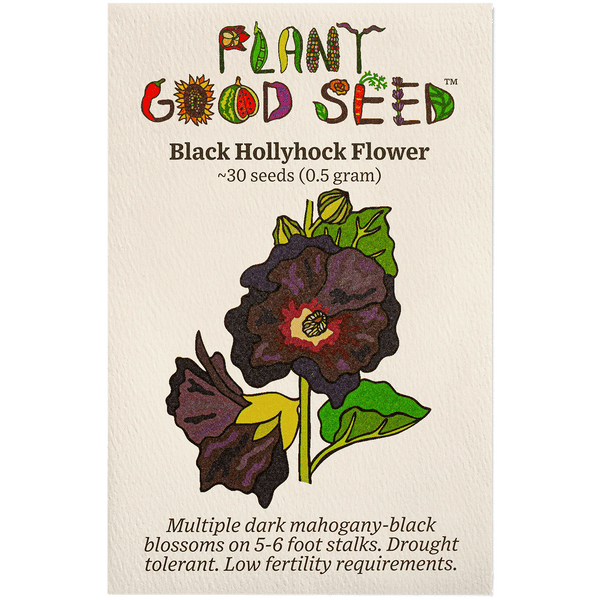 Black Hollyhock Flower Seeds