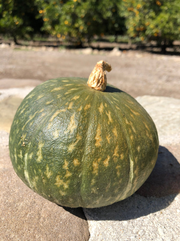 kabocha squash seeds for planting Kurihomare F1 Kabocha Squash Seeds