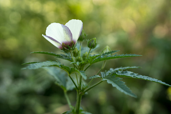 flower of an hour seeds Flower-of-an-hour Seeds