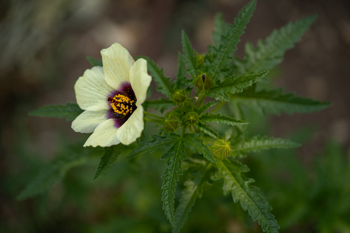 Flower of an Hour (Hibiscus trionum)