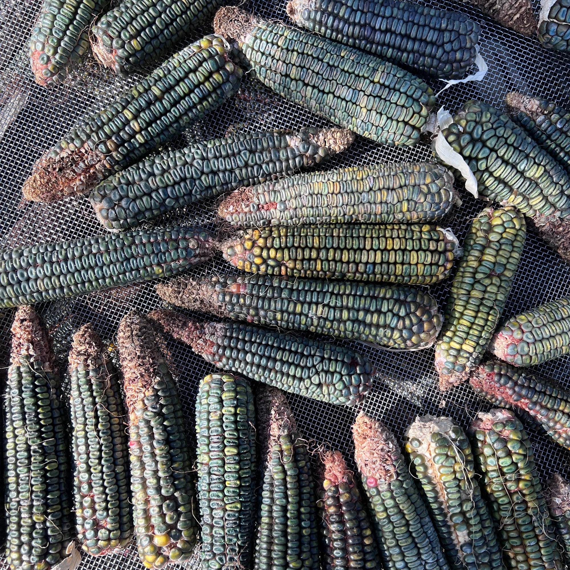 Oaxacan Green Dent Corn cobs mixed colors