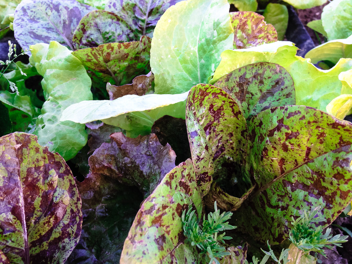 Community Supported Agriculture (CSA) Lettuce Mix