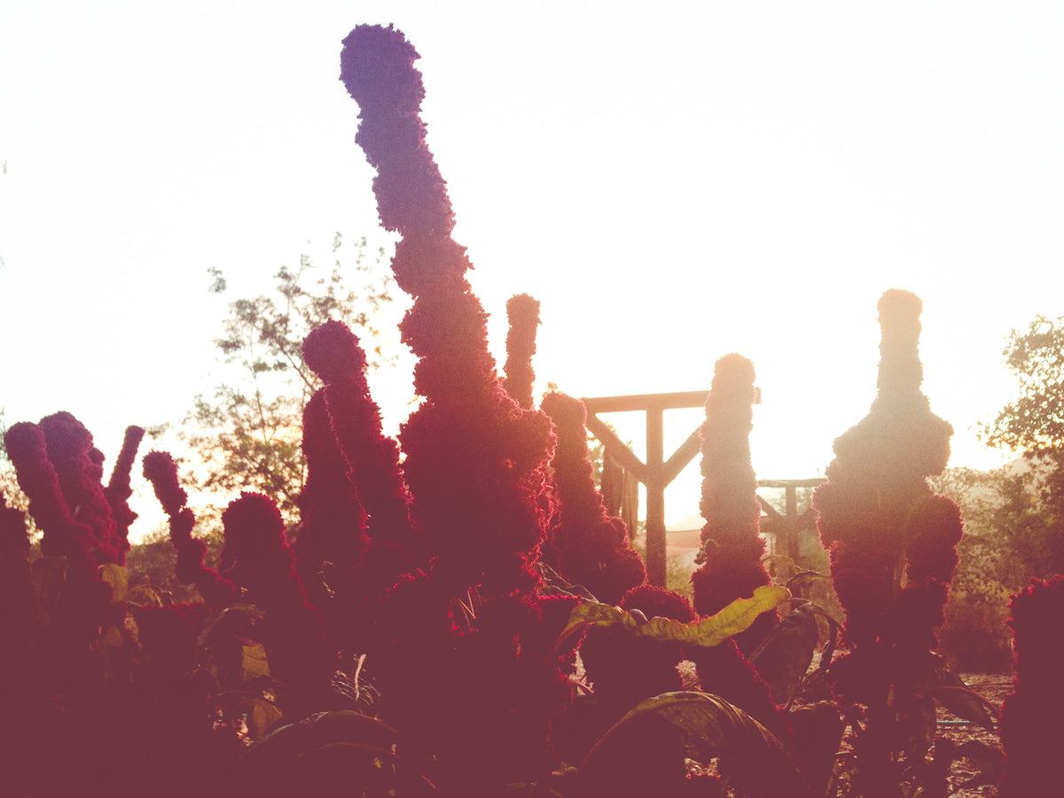 Elephant Head Amaranth