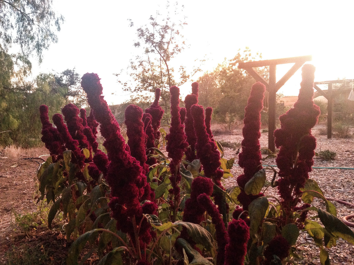 Elephant Head Amaranth