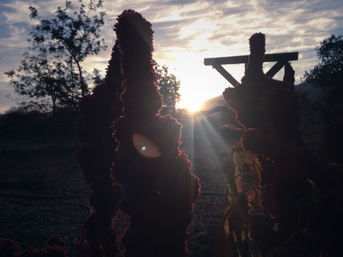 Elephant Head Amaranth