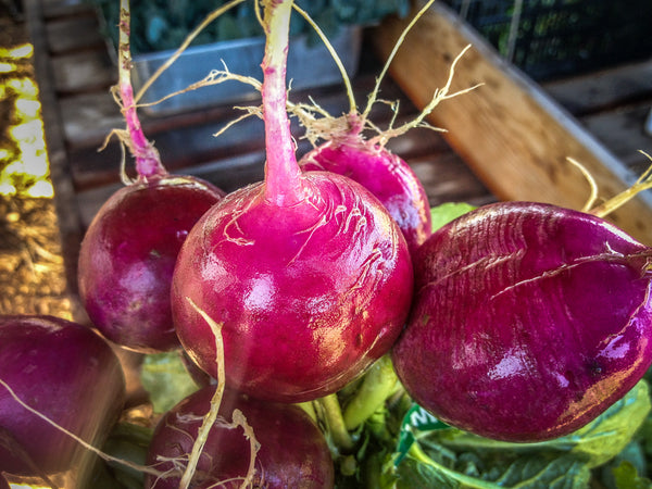 thumbnail image 2 of 100 Fresh Harvest Purple Plum Radish Seeds – Easy Grow, Annual, Full Sun 2 of 6
