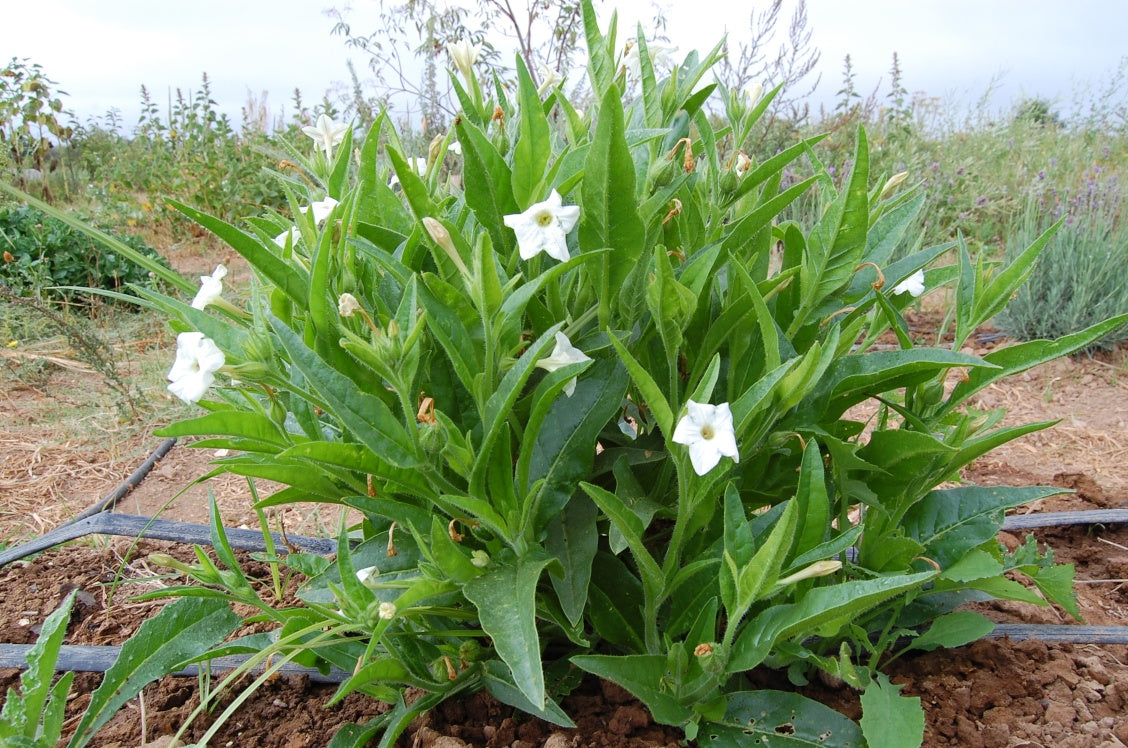 Nictoiana quadravalvis plant