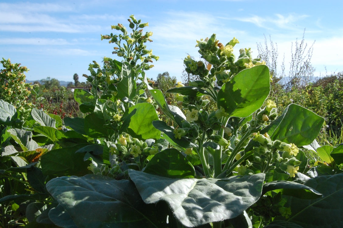 Organic Rustica Tobacco Plants