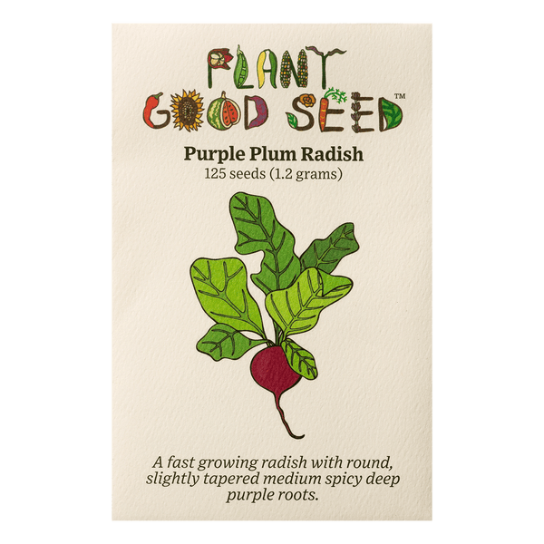 radish seeds for planting Purple Plum Radish Seeds