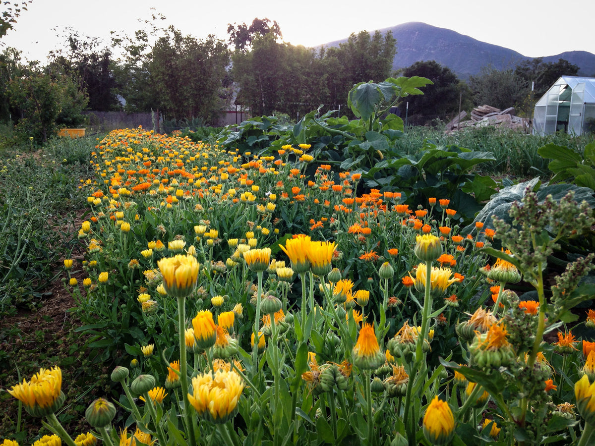 Kablouna Calendula Flower Mix