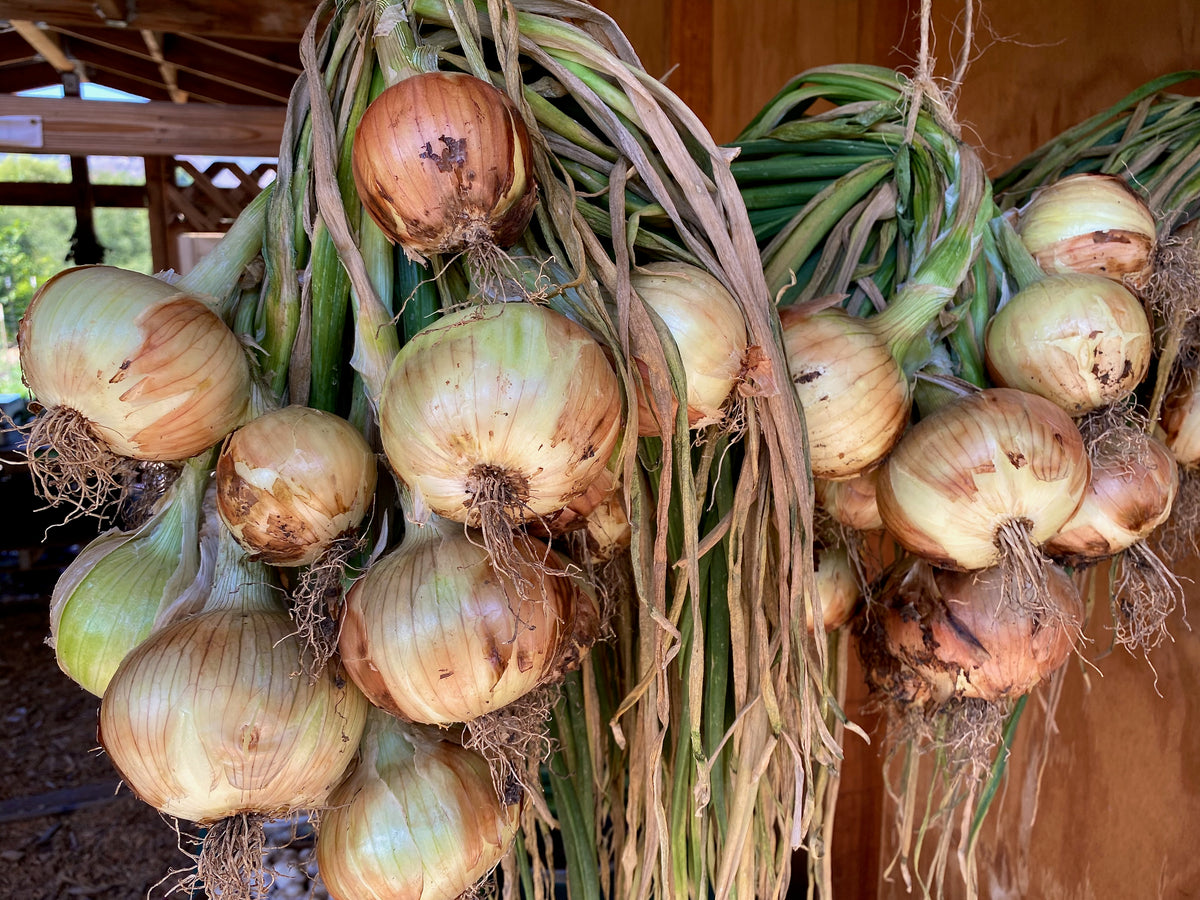 Riverside Onion bulbs with leaves bundled and hanging to cure