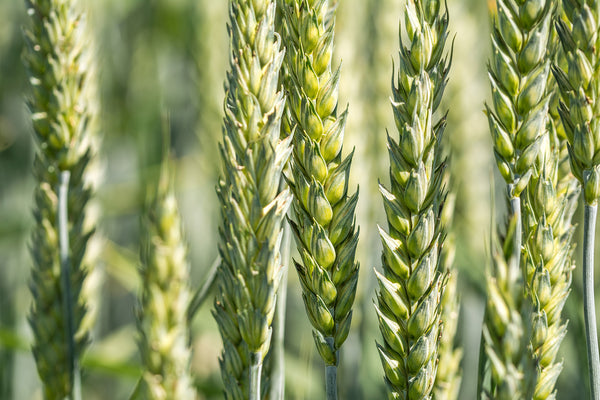 spring wheat seeds for planting Red Hard Spring Wheat