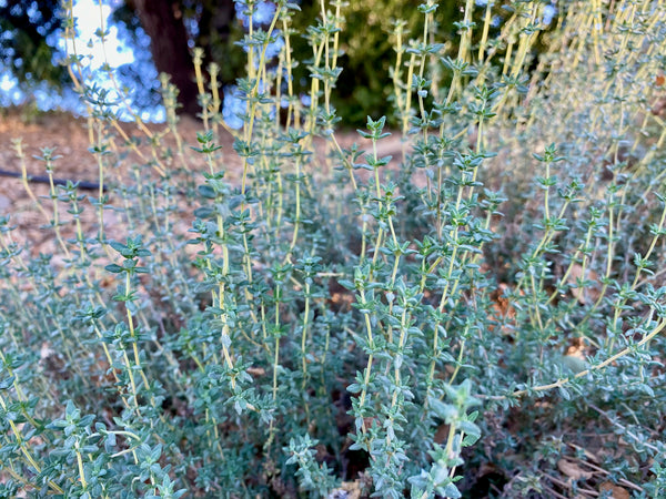 thyme garden seed company English Thyme Seeds