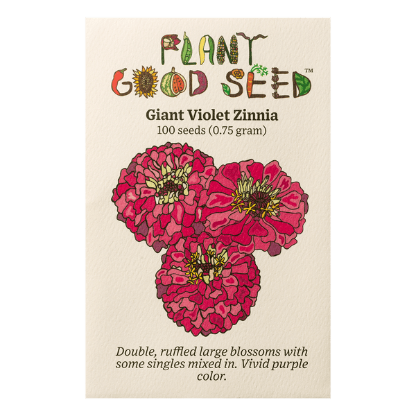 zinnia-giant-violet-2023-