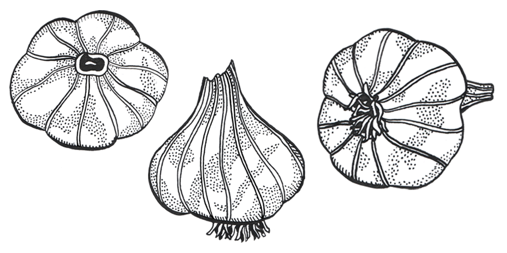 Growing Okay Garlic