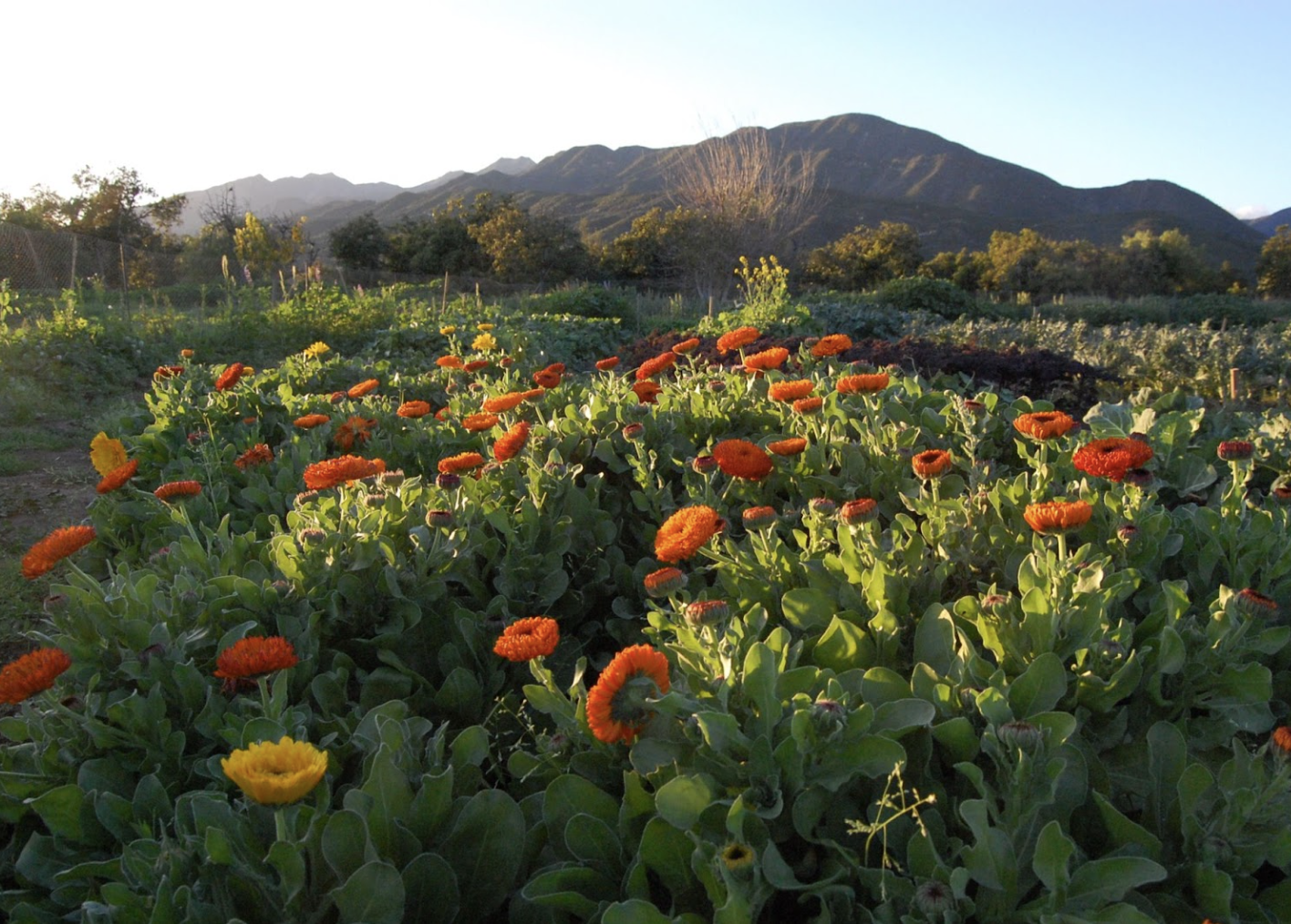 A field of Calendula flowers with a mountain in the background.