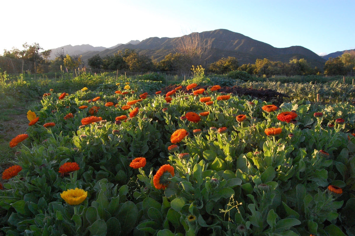 How To Grow Calendula From Seed to Harvest As Well As Seed Saving Advi ...