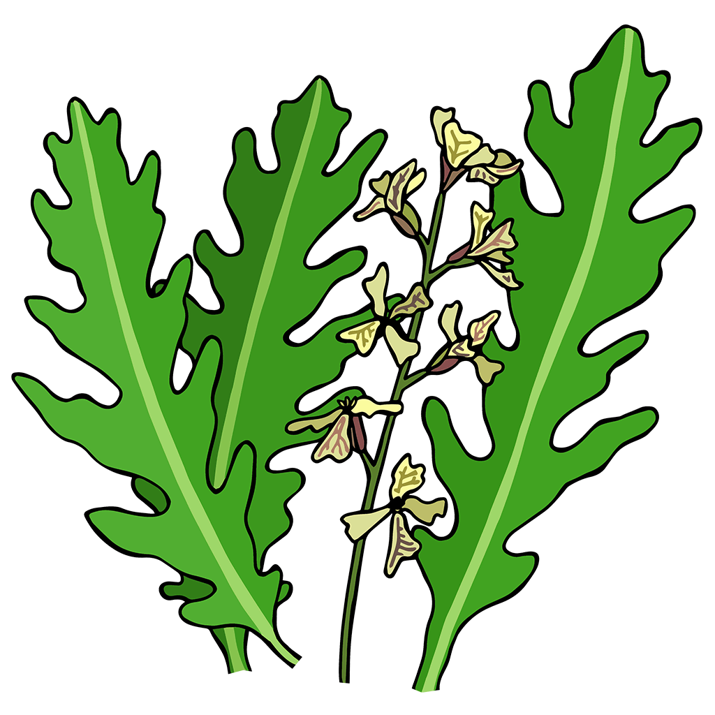 Arugula