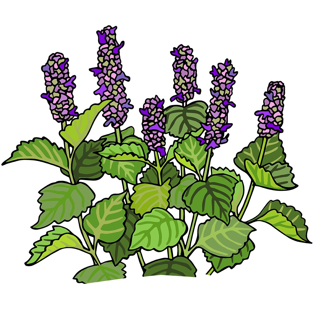Anise-Hyssop